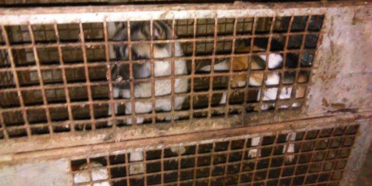 Prípad veterinára, ktorý týral zvieratá, bude mať súdnu dohru