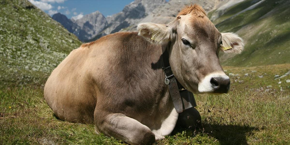 Na západe Rakúska majú podozrenie na TBC hovädzieho dobytka