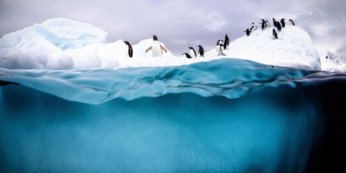 Obrovský ľadovec takmer vyhladil populáciu tučniakov okatých na Antarktíde