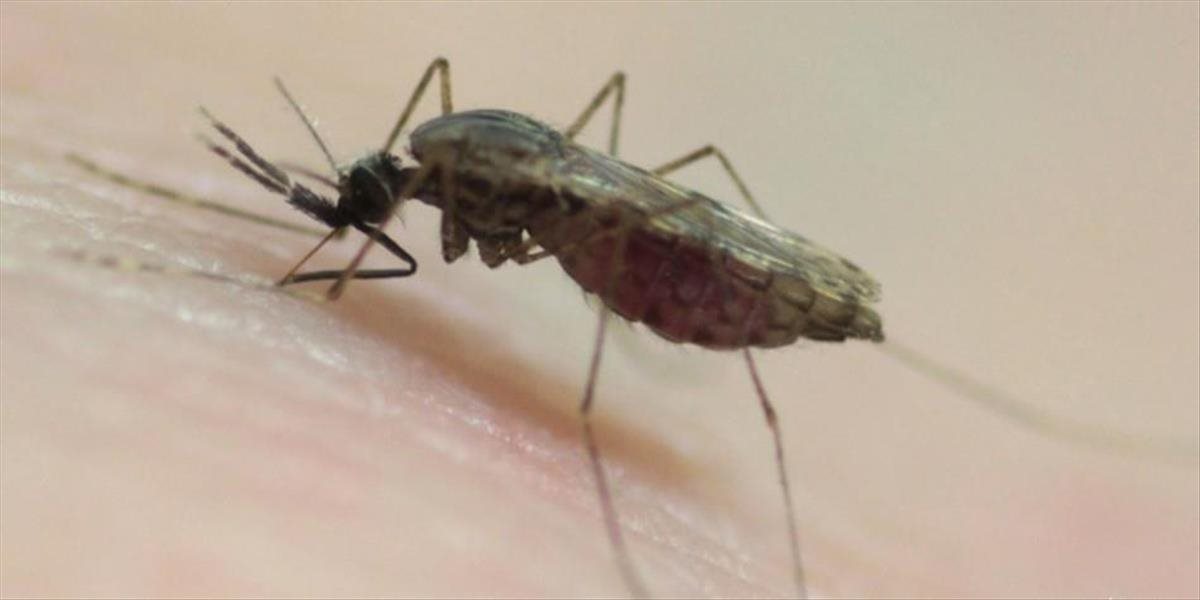 Vírus zika možno zastaví iba geneticky modifikovaný hmyz