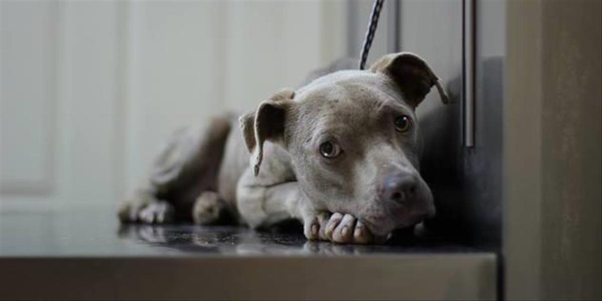 VIDEO Veterinár prišiel na to, ako upokojiť opusteného psíka