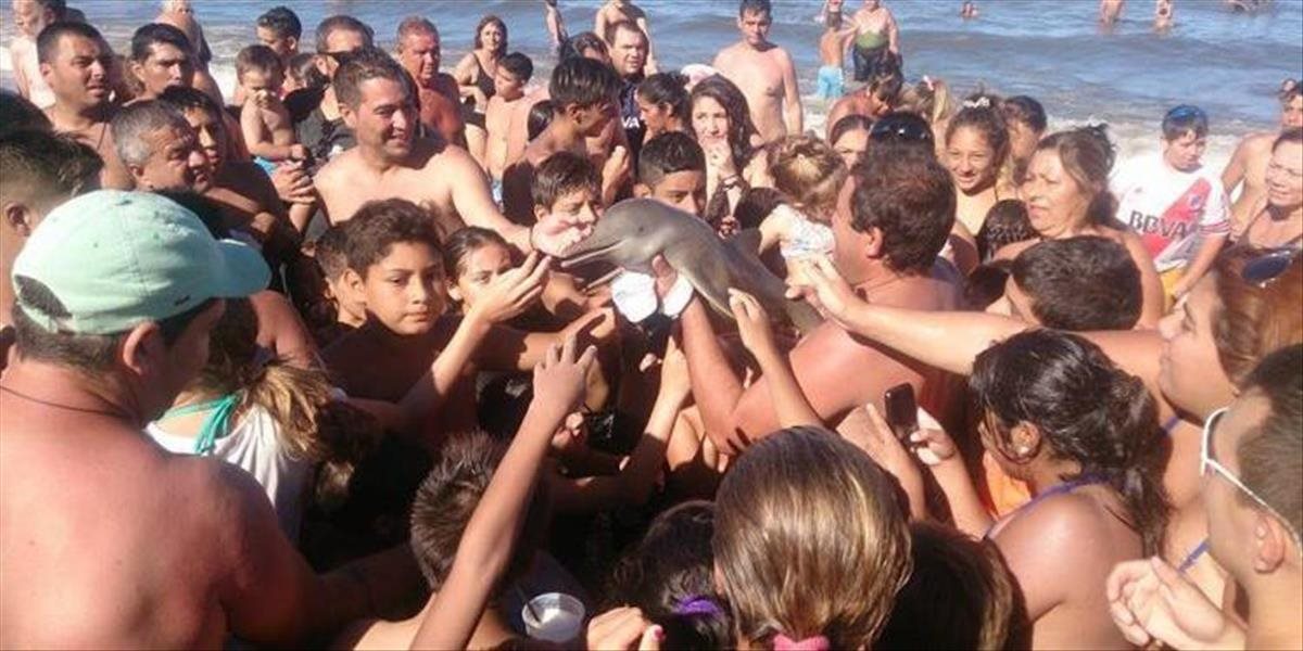 VIDEO Delfína nezabili turisti, more ho vyplavilo už mŕtveho