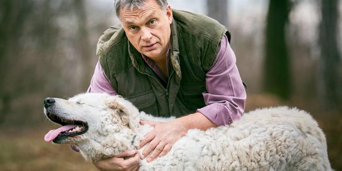 Maďarskému premiérovi Orbánovi brutálne zbili psa: Bojoval o život a prišiel o oko