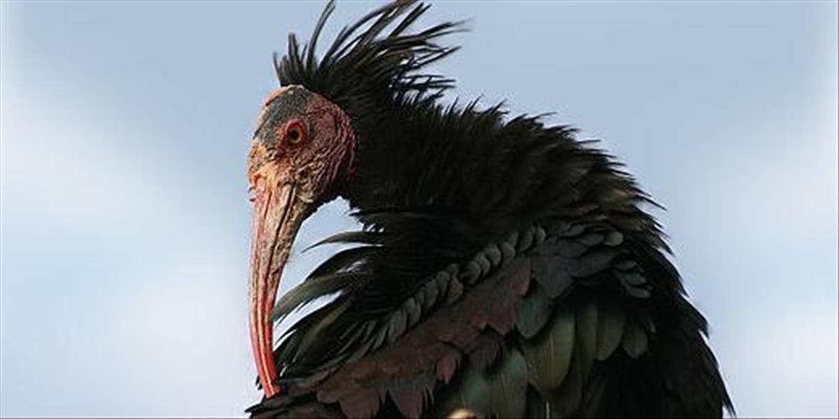 Z voliéry v pražskej zoo uletelo 18 ibisov, hľadajú ich v celom meste