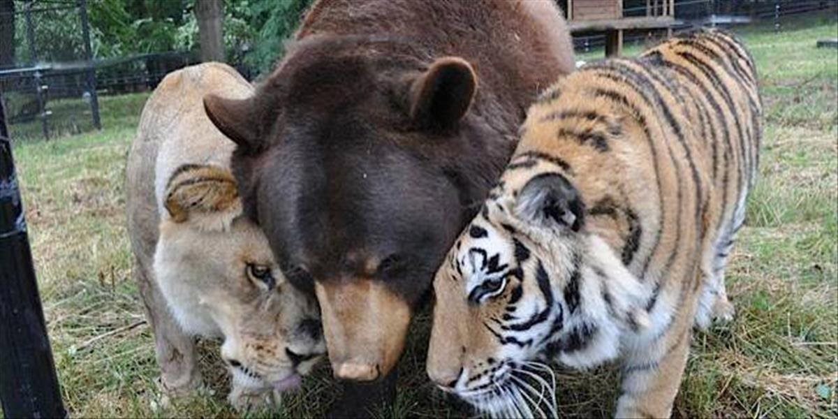 FOTO Lev, medveď a tiger sa stali najlepšími priateľmi