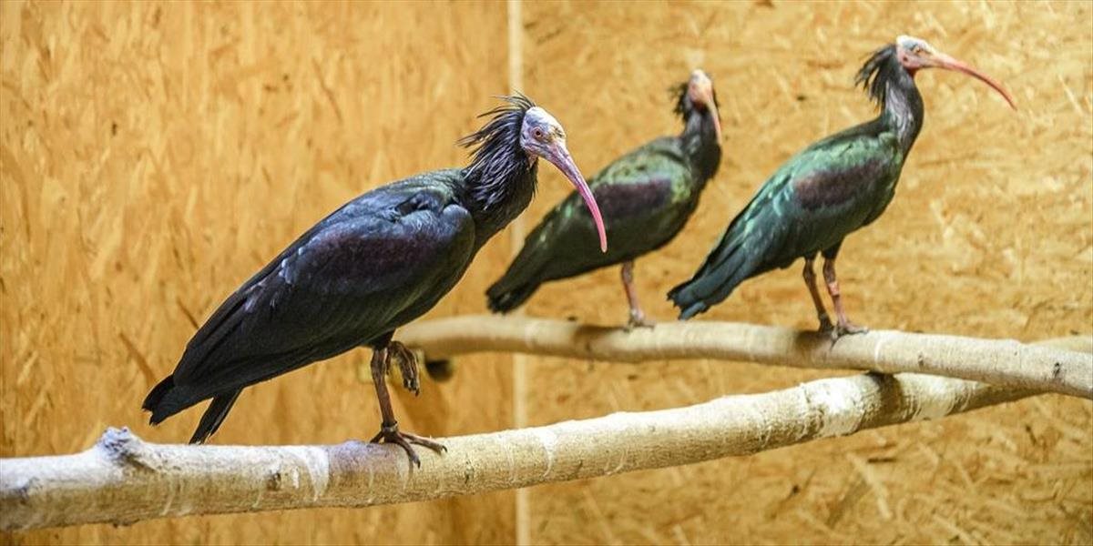 FOTO V Prahe pokračuje pátranie po vzácnych vtákoch ibisoch