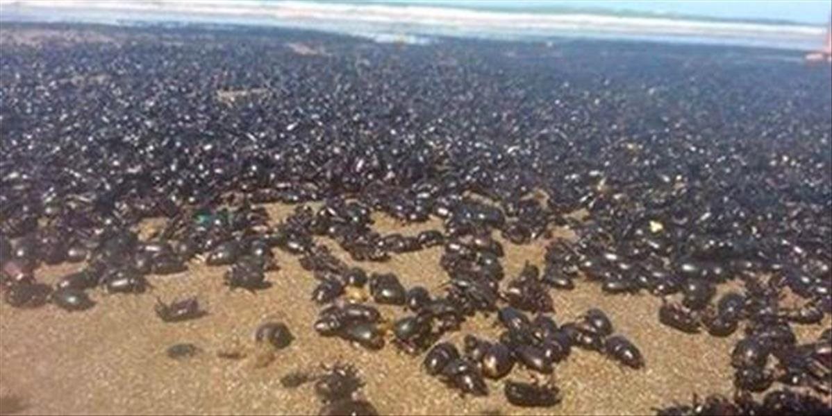 VIDEO Argentínsku pláž zaplavila invázia chrobákov