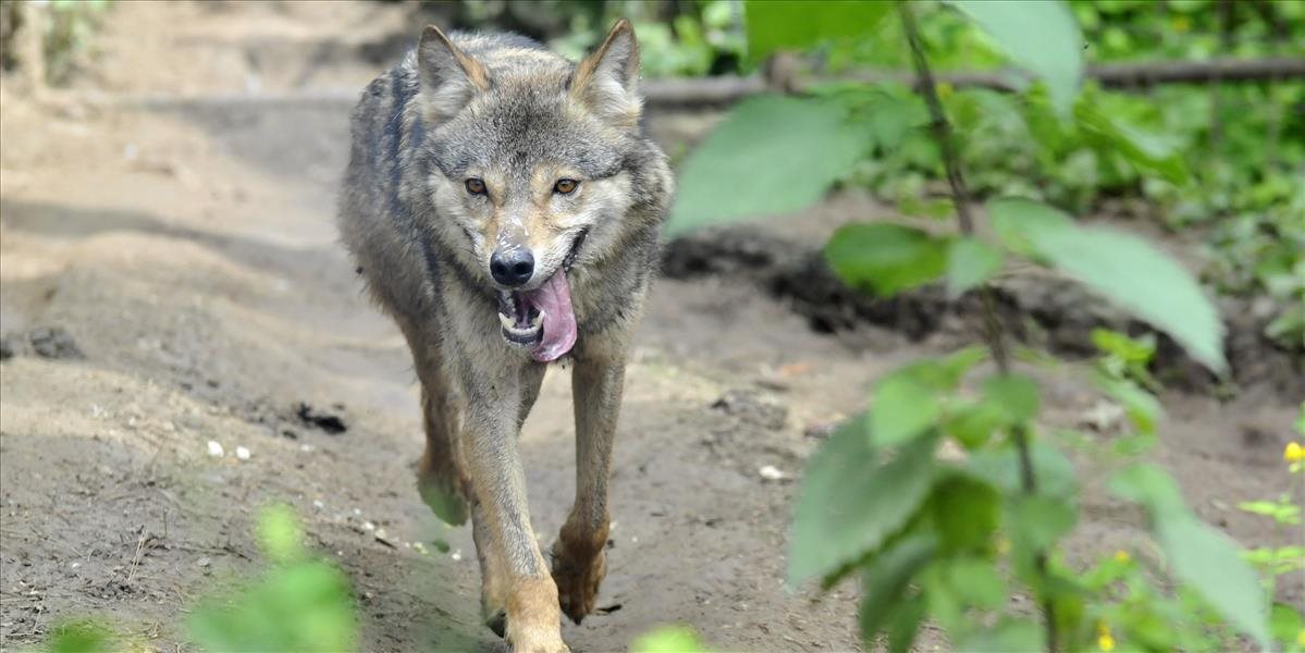 Na území Tatranského národného parku žije čoraz menej vlkov, jeho odstrel chcú trvalo vylúčiť