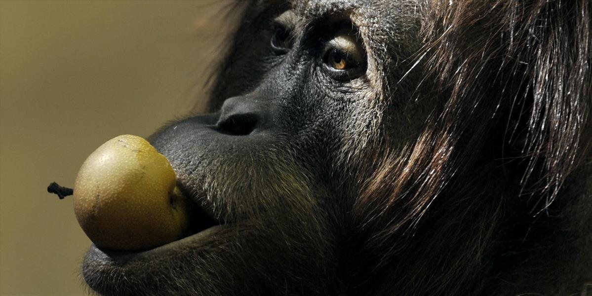 Orangutanov sumatrianskych žije viac, než sa predpokladalo, ich druh je však stále ohrozený