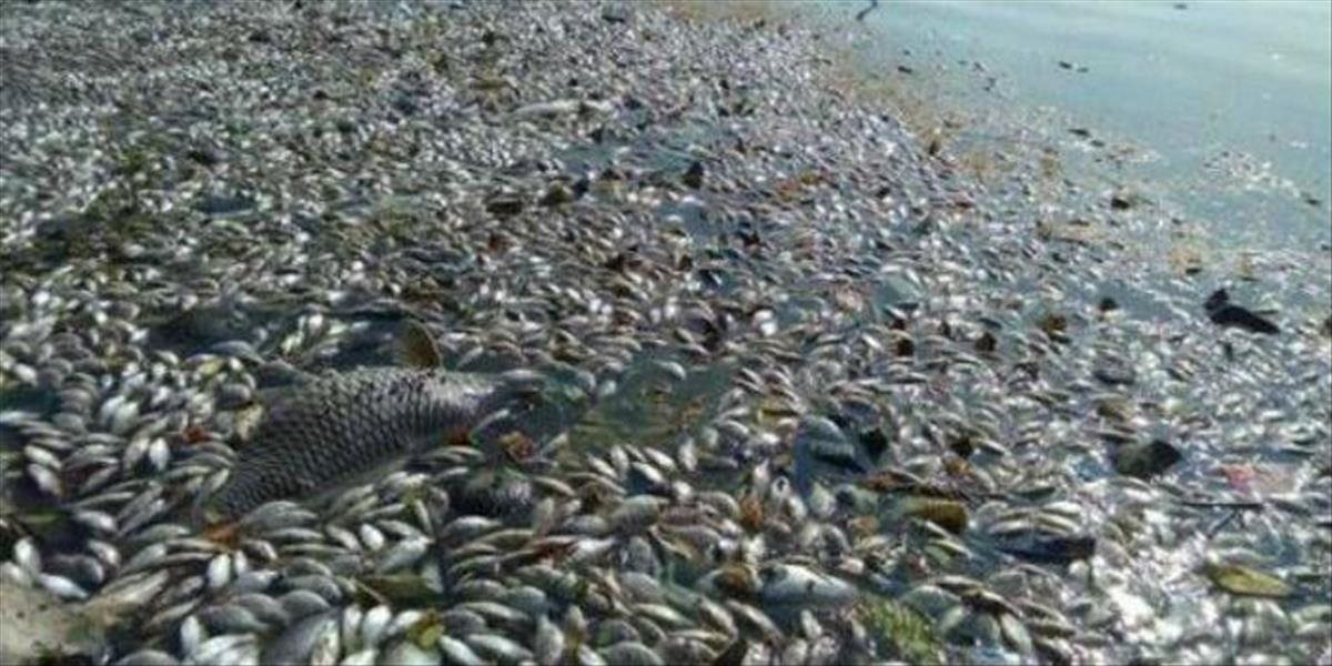 VIDEO Na breh znečisteného jazera v indickom Bangalúre vyplavilo tisícky mŕtvych rýb