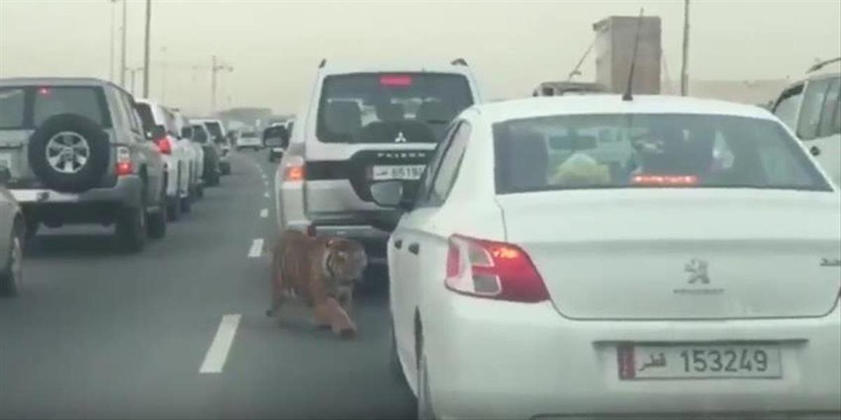 VIDEO Tiger sa majiteľovi utrhol z reťaze, na diaľnici v Katare spôsobil chaos