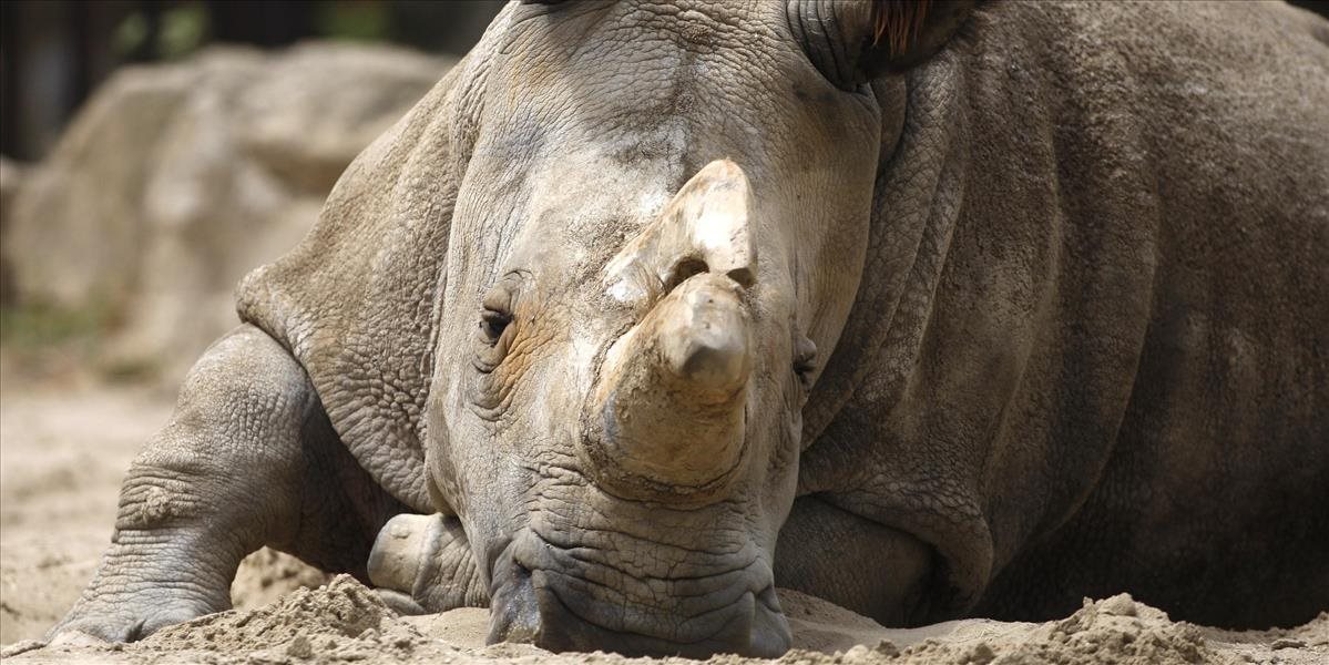 Pytliaci zabili vlani v Afrike rekordný počet nosorožcov