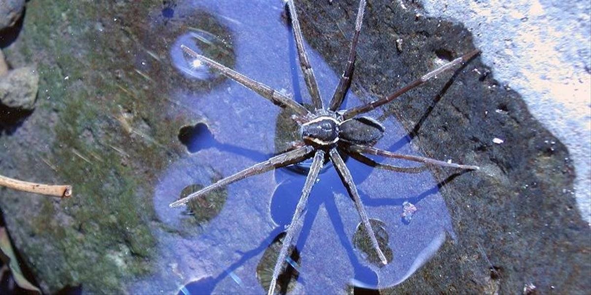 FOTO Vedci objavili nový druh pavúka, ktorý dokáže loviť ryby a žaby