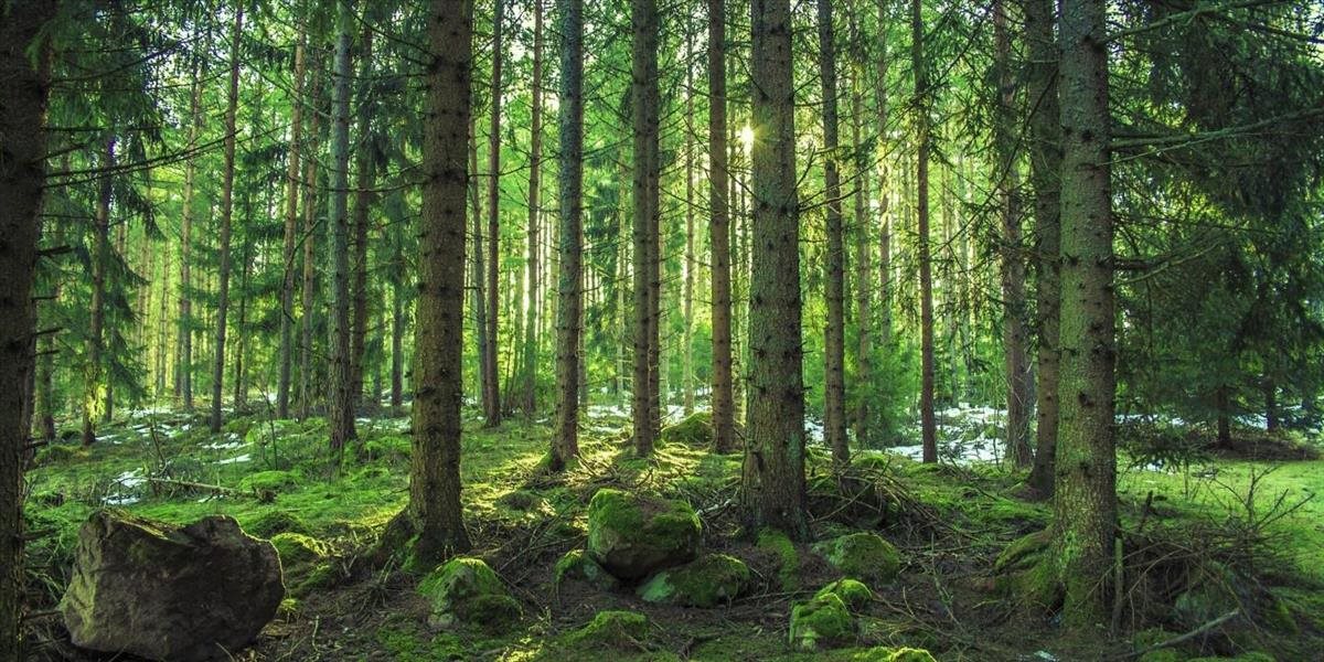 FOTO Vedci objavili v Kanade najstaršiu skamenelinu borovice, má 140 miliónov rokov