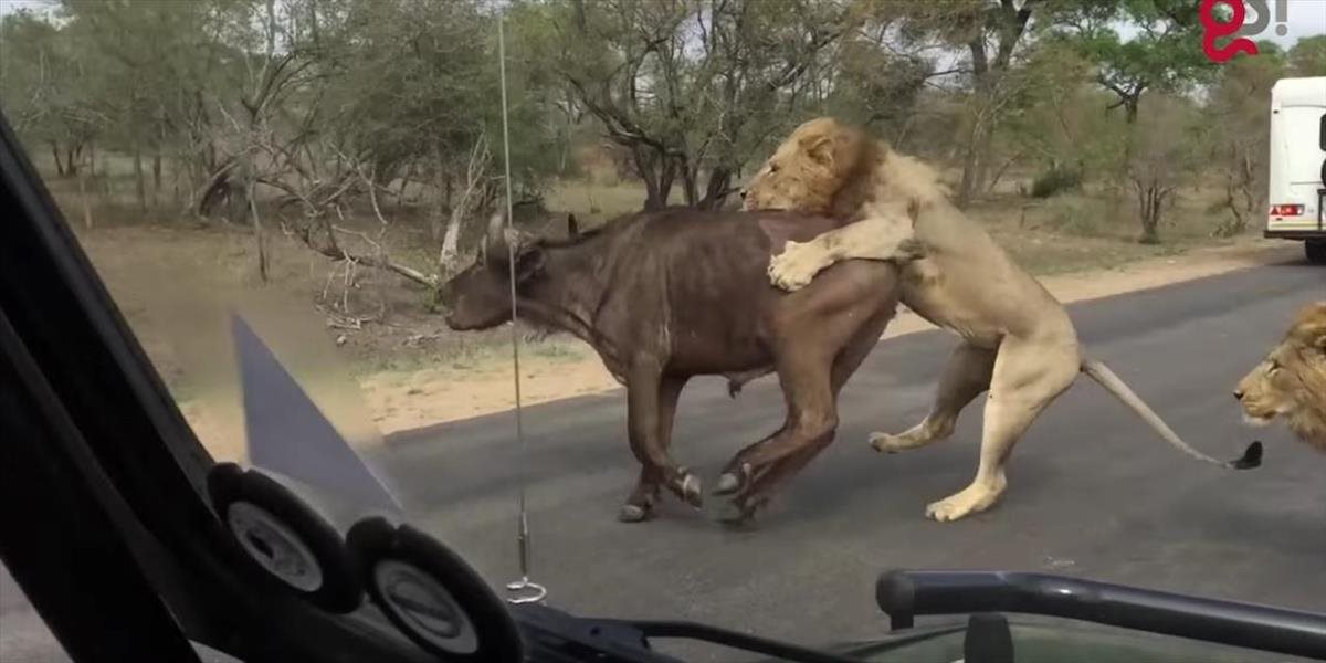 VIDEO Turisti zažili v safari šok: Levy ulovili a zožrali byvola iba pár krokov od nich!