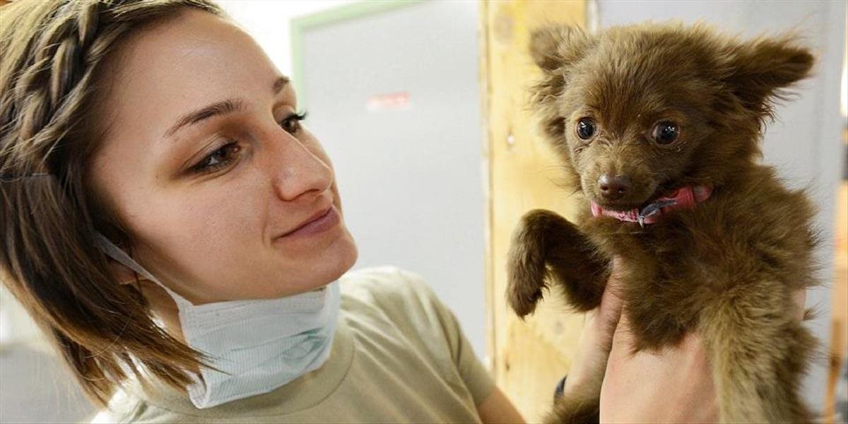 V Komárňanskom okrese ordinovala falošná veterinárka, usmrtila množstvo zvierat