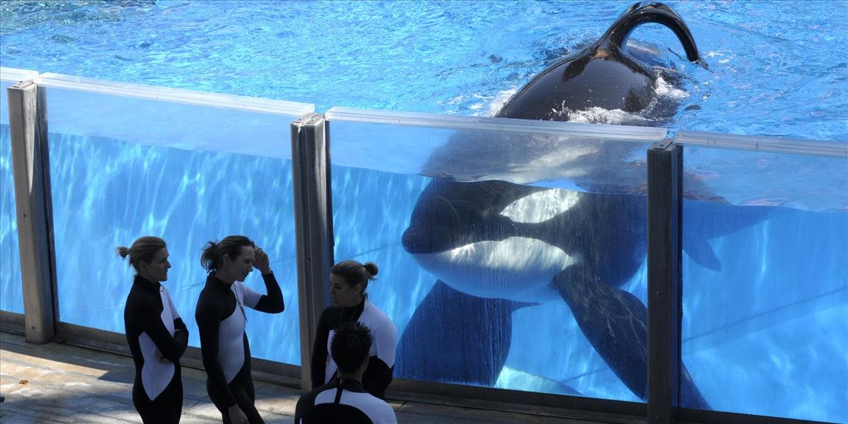 Sieť zábavných parkov SeaWorld ukončí sporný chov kosatiek dravých