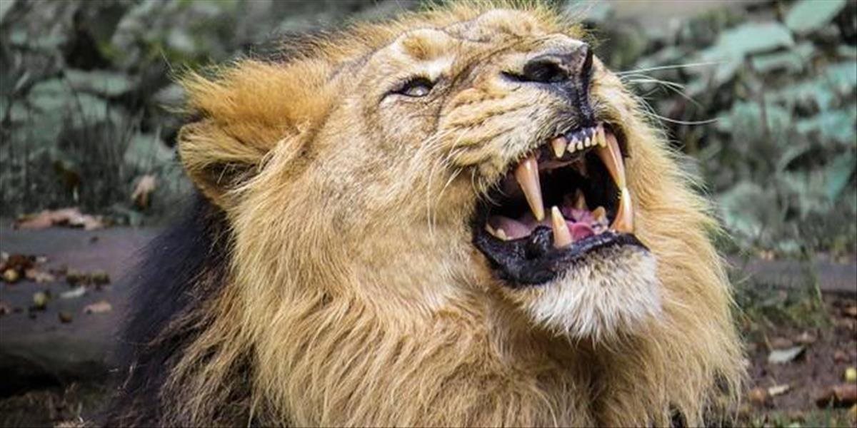 VIDEO Z národného parku v Nairobi utiekol lev, v centre mesta napadol muža