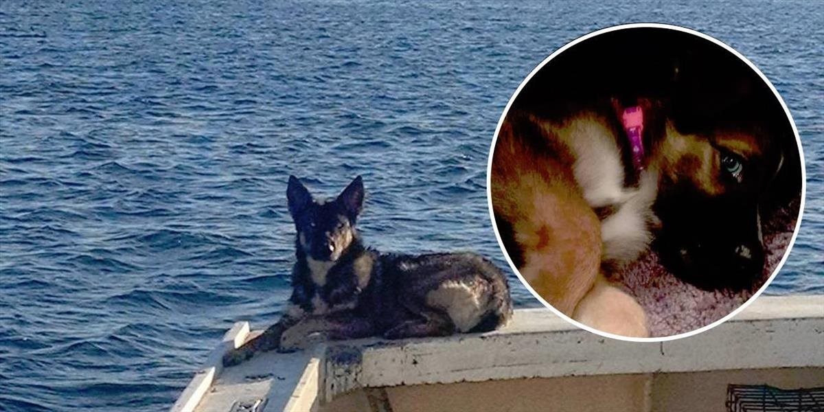 Zázrak: Polročné šteňa vypadlo z lode na mori, po piatich týždňoch sa vrátilo k majiteľovi!