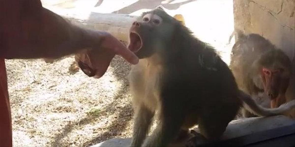 VIDEO Reakcia zmäteného paviána na kúzelnícky trik