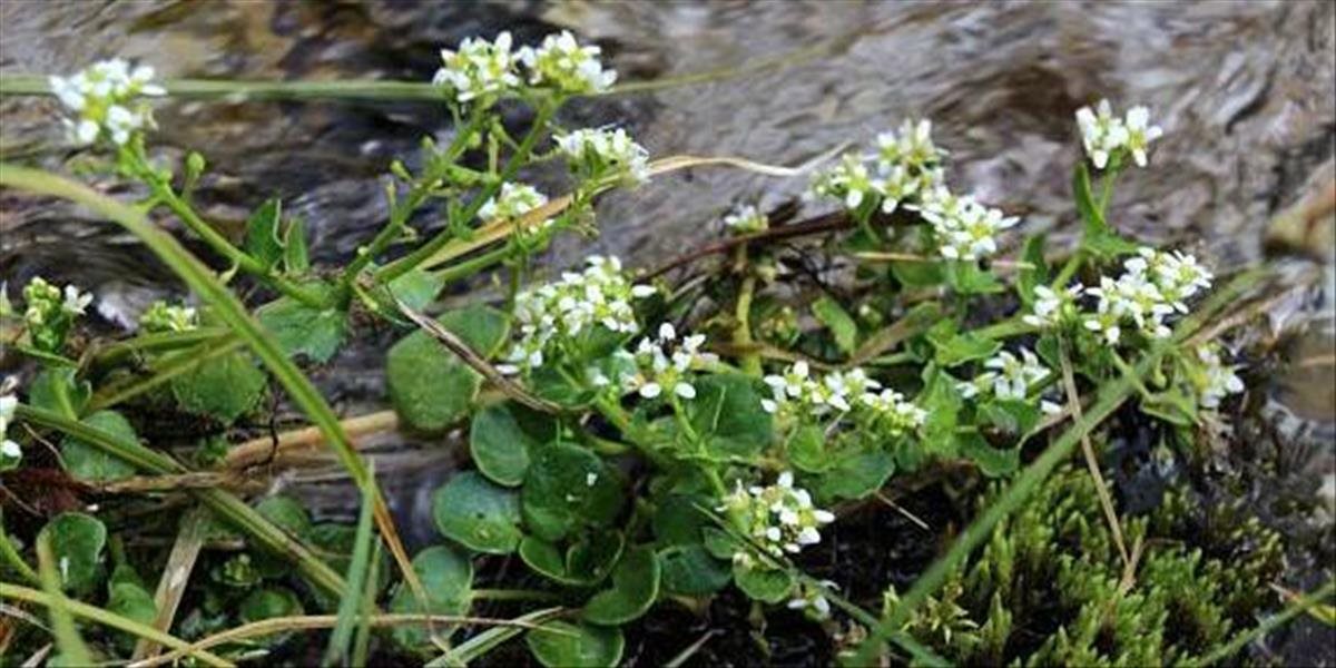 V Tatranskej Kotline objavili po niekoľkých desaťročiach staronový druh vegetácie