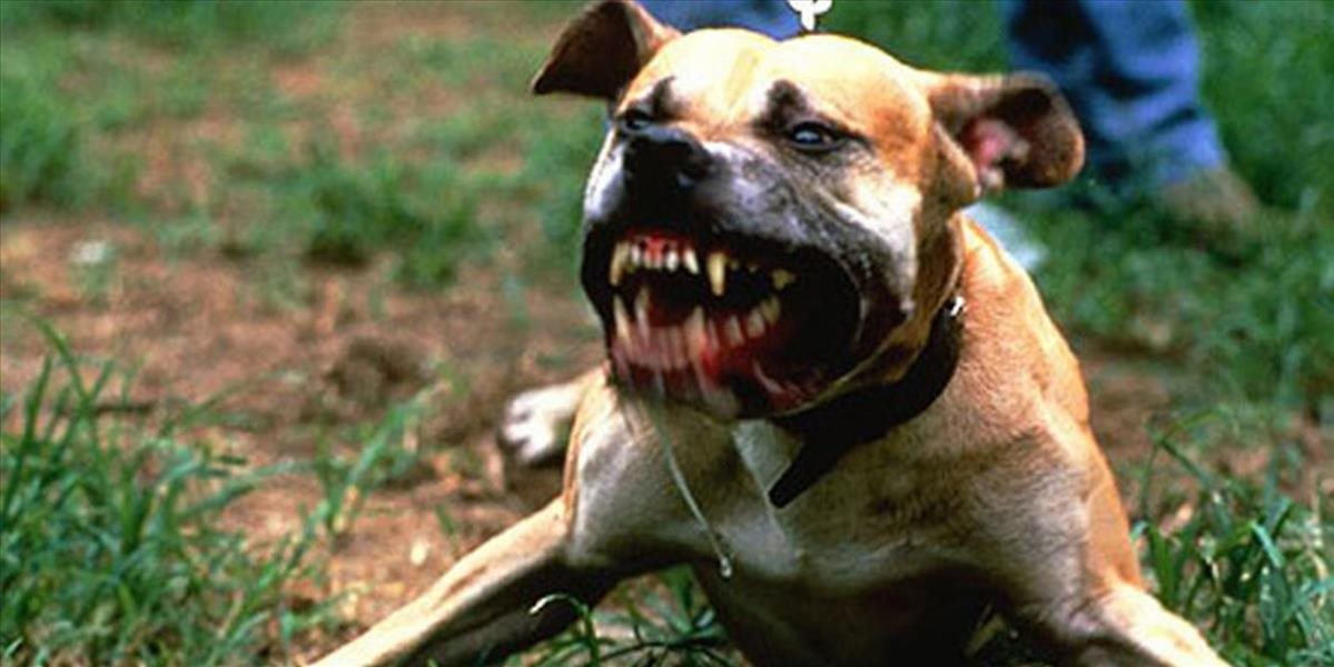 V Bánovciach nad Bebravou dohrýzol pitbull deväťročné dievča