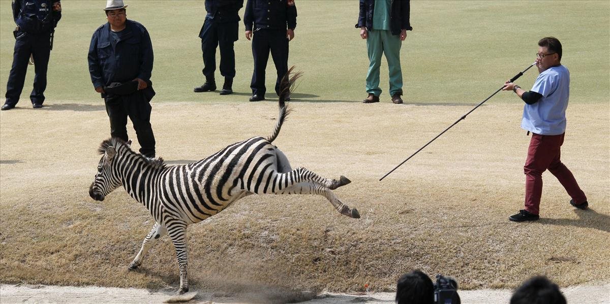 FOTO a VIDEO Zebra omámená uspávacími prostriedkami sa utopila na golfovom ihrisku