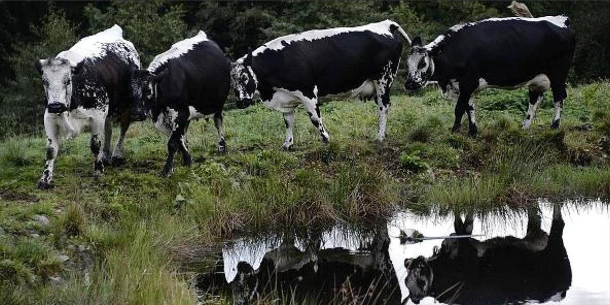 Francúzsko hlásilo ojedinelý prípad choroby šialených kráv