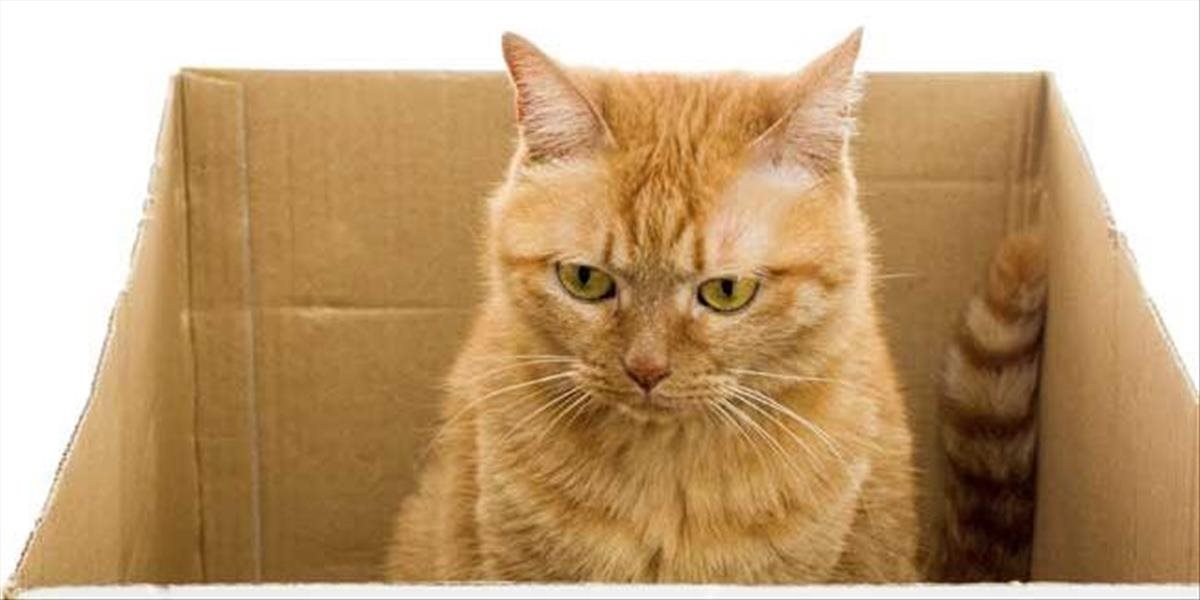 Expresná zásielka: Siamská mačka prežila v škatuli zaslanej britskou poštou osem dní!