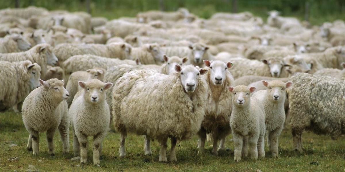 Cieľom chovateľov je dostať stavy oviec v SR na úroveň asi 630-tisíc kusov