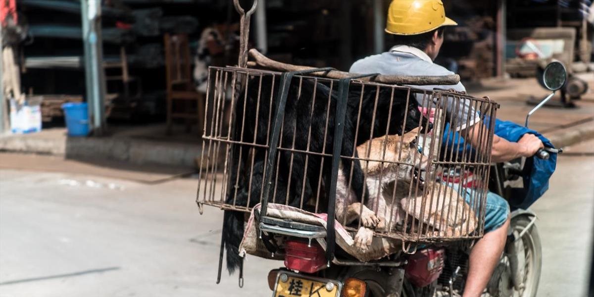 Čínsky festival psieho mäsa terčom ochranárov práv zvierat