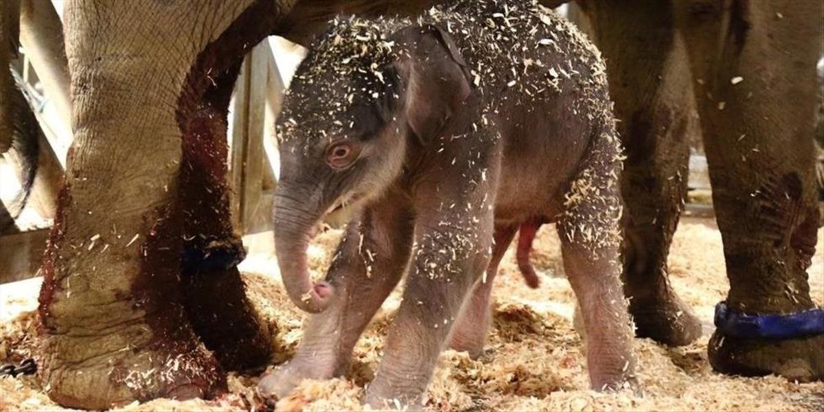 FOTO V Pražskej zoo sa narodilo sloníča