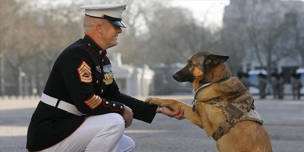 FOTO Skutočná psia hrdinka: Lucca prišla v Afghanistane o nohu, dostala najvyššie vyznamenanie
