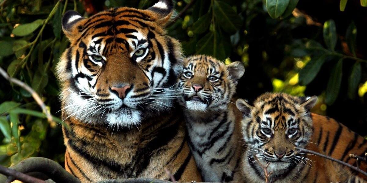 Očakávalo sa vyhynutie tigrov do roku 2022, deje sa však niečo úžasné