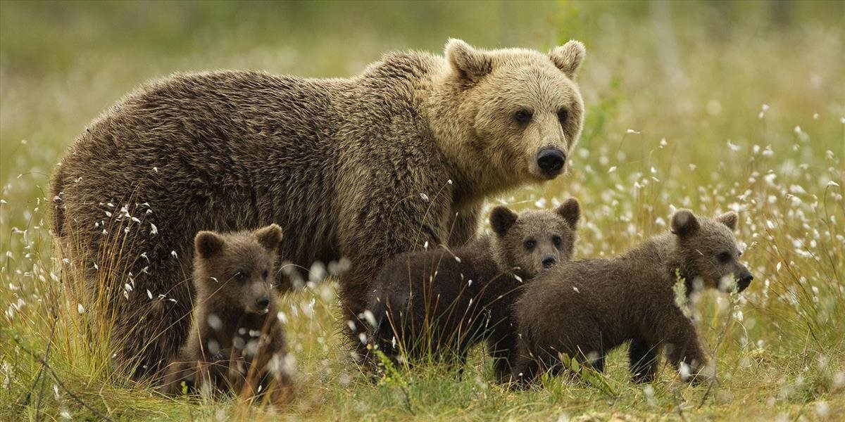 Medvede sú hore, najnebezpečnejšia je medvedica s mladými