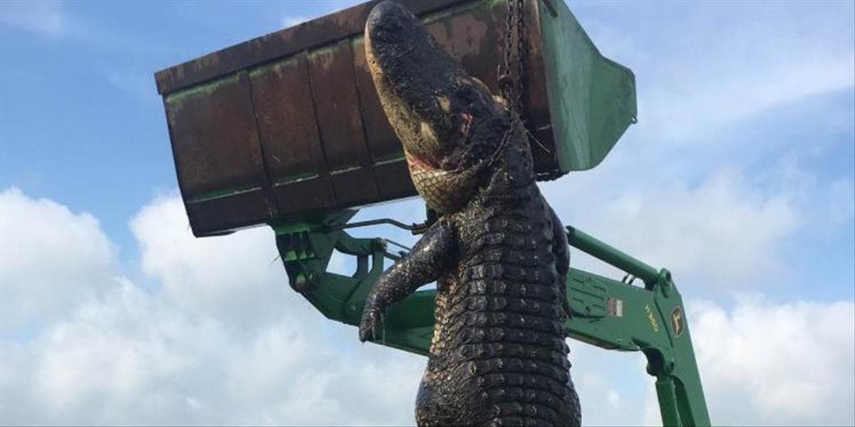FOTO Farmárovi mizli kravy, príčinou bol tento gigantický 100-ročný aligátor
