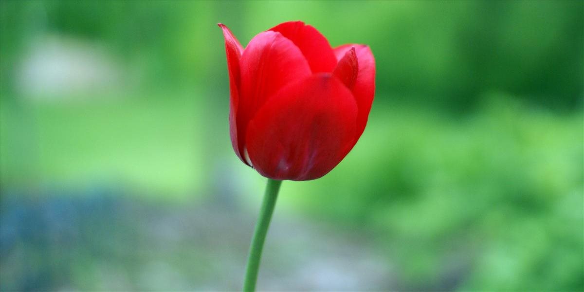 Symbolom Parkinsonovej choroby sa stal červený tulipán