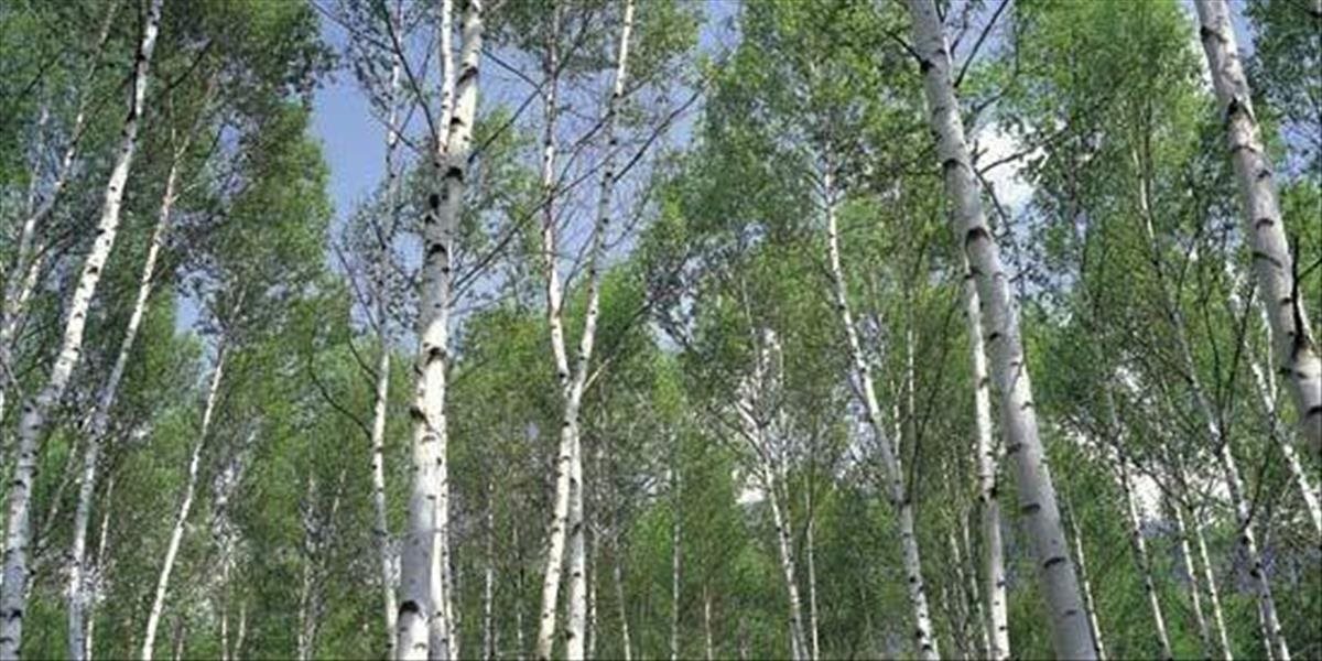 V najbližších dňoch sa naplno rozbehne peľová sezóna brezy