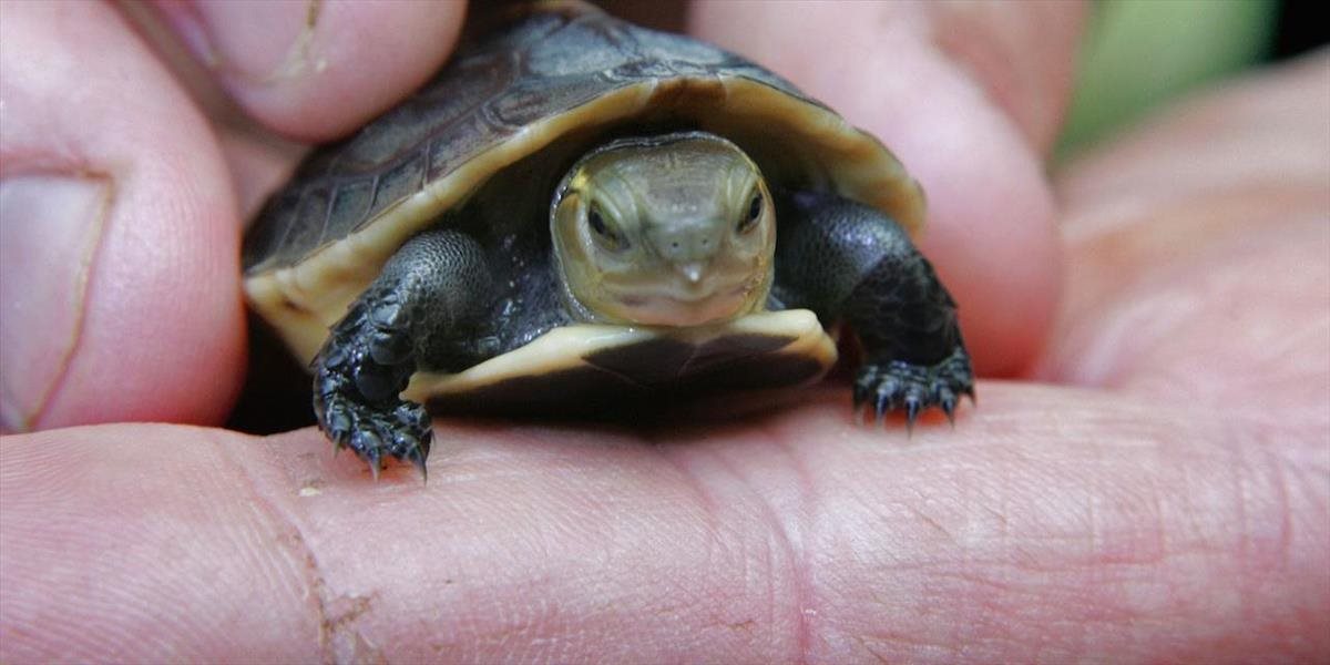 V USA súdia Kanaďana, ktorý si zarábal na štúdium pašovaním korytnačiek do Číny