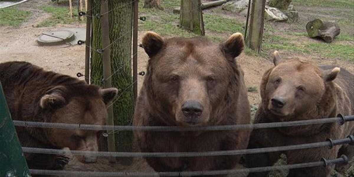 V Beroune uhynul medveď Vojta, jeden z trojice známej z večerníčkov