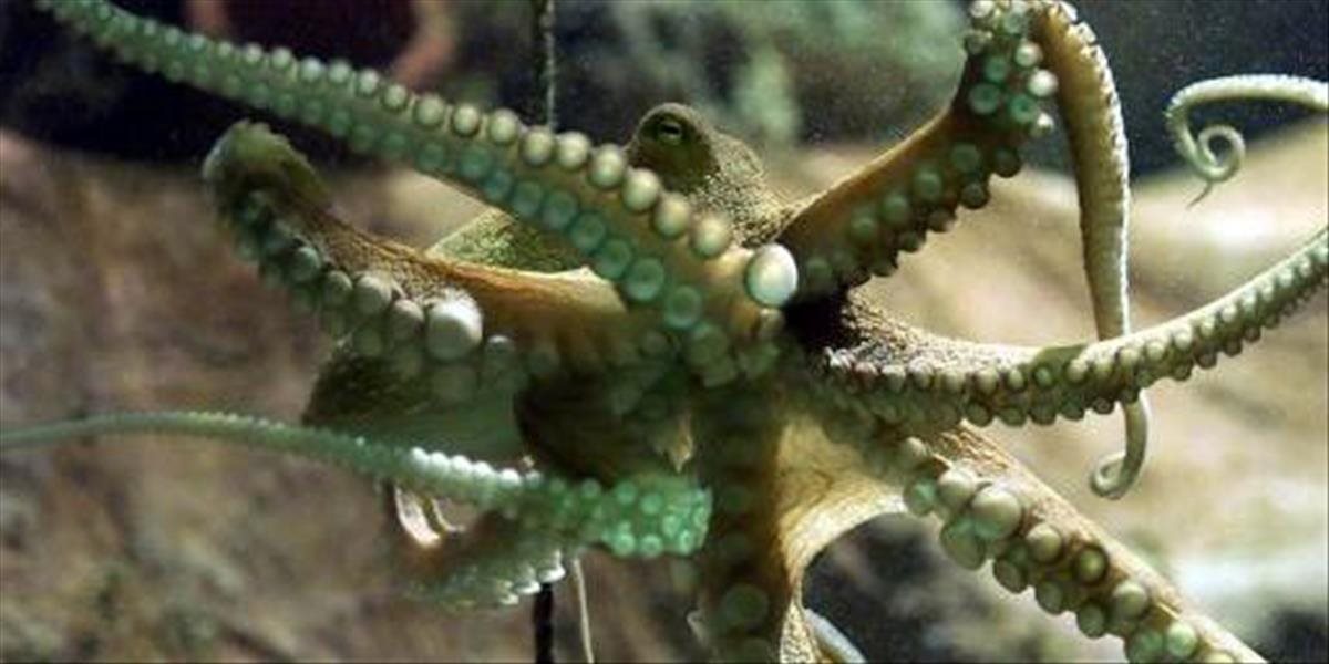 Chobotnici sa podaril útek z akvária do oceánu