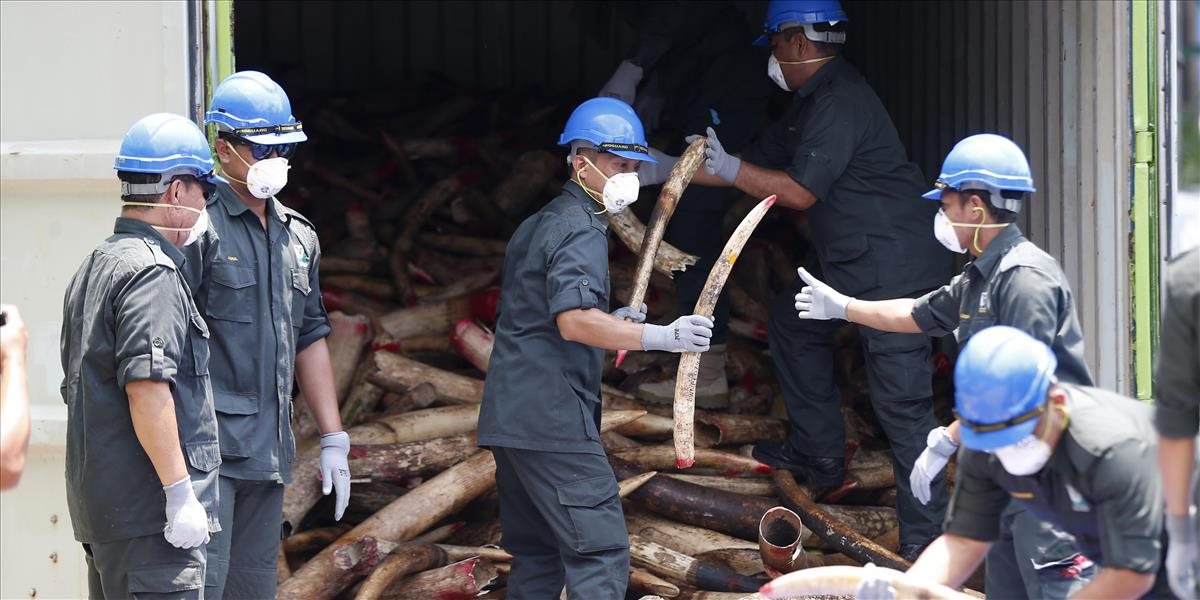 Malajzijské úrady zničili takmer desať ton pašovanej slonoviny
