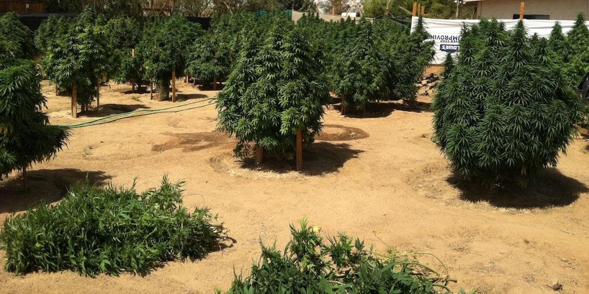 Austrália otvorila prvú farmu na legálne pestovanie lekárskej marihuany