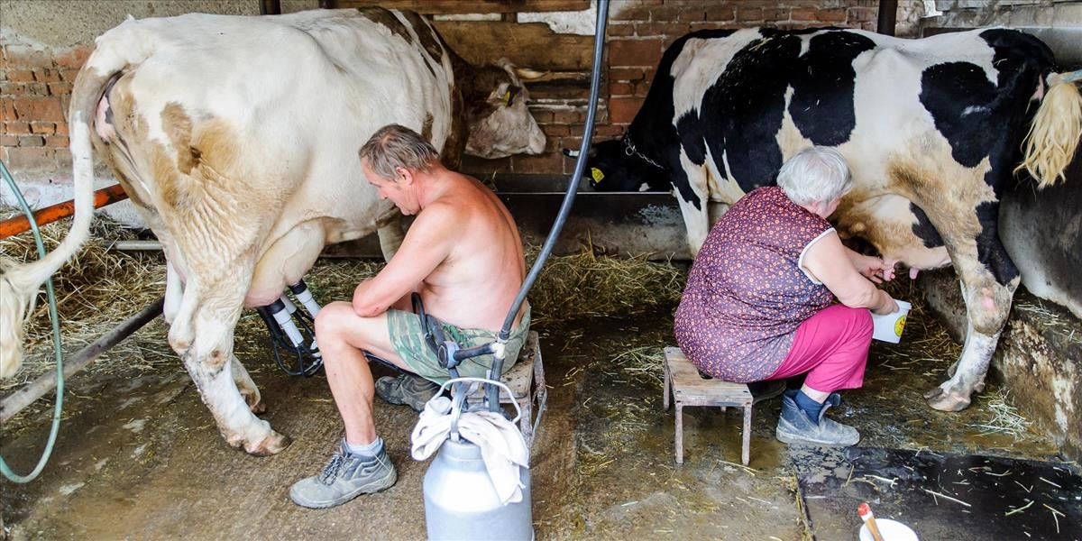 Družstevníci: O čerstvé mlieko nie je v súčasnosti záujem