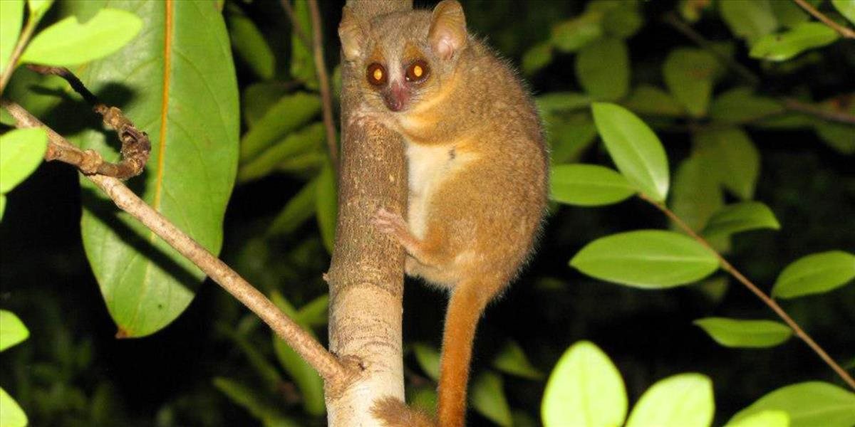 Vedci objavili tri nové druhy miniatúrnych lemurov