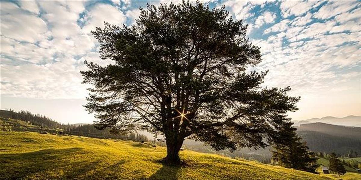 OSN pri príležitosti Medzinárodného dňa Matky Zeme vyzdvihla význam stromov