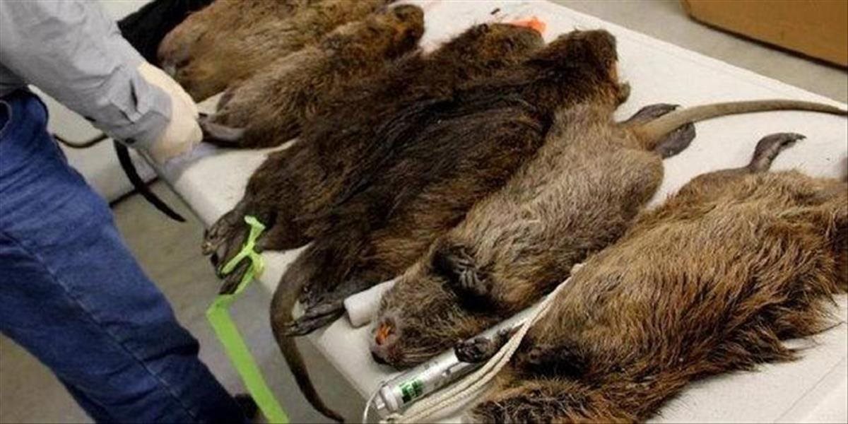 FOTO Na londýnskom sídlisku objavili obrie kanibalské potkany