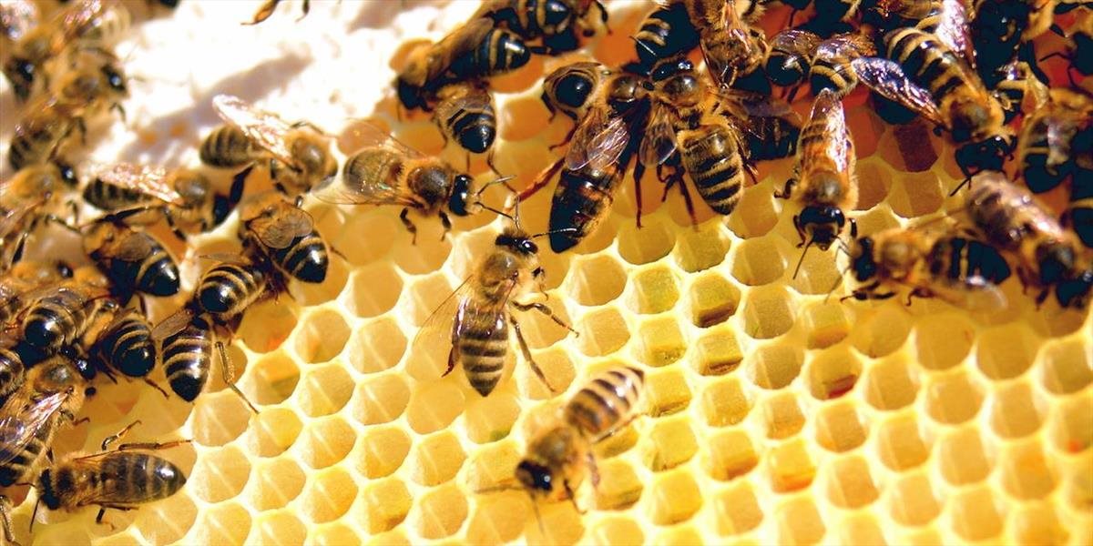 Greenpeace: Petícia proti pesticídom má ochrániť najmä včely