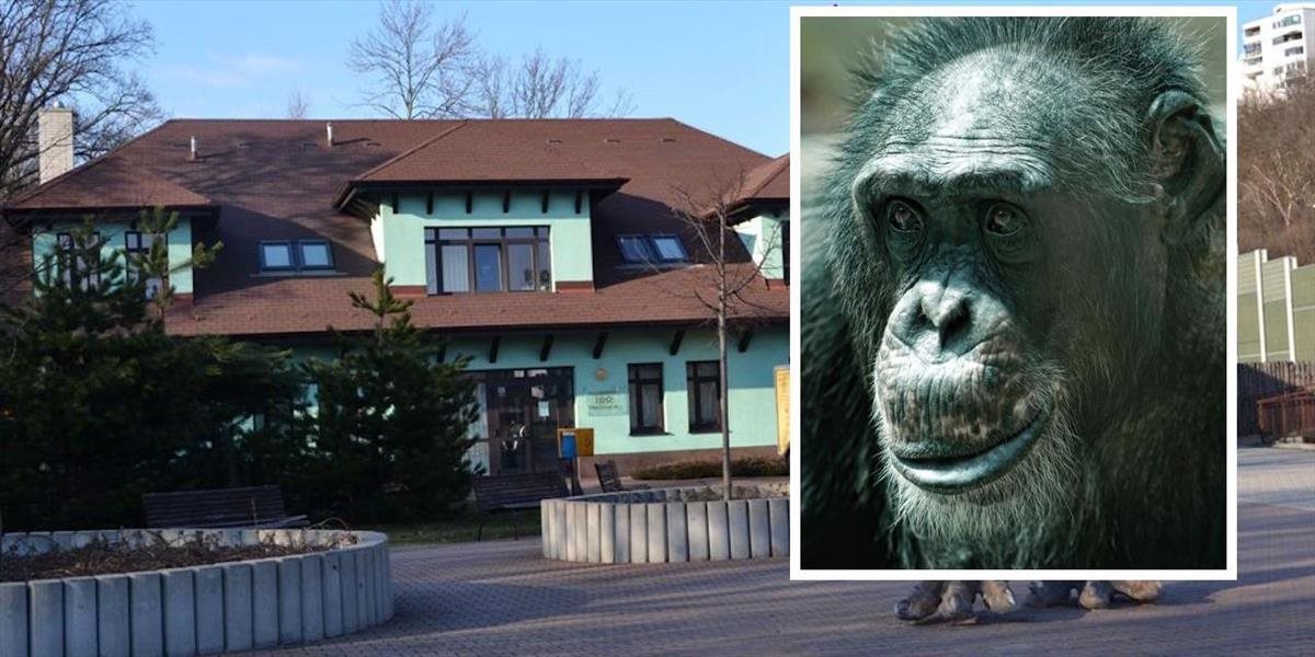 V bratislavskej zoo zomrel najstarší šimpanz Kongo