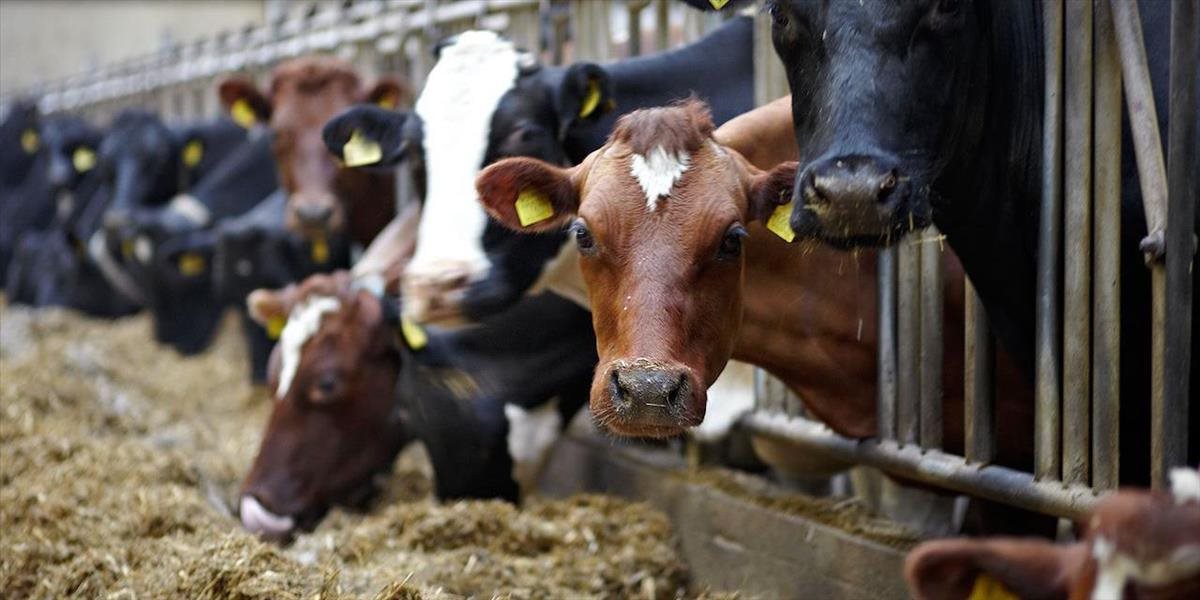 Tretina chovateľov dojníc na Slovensku uvažuje o ukončení produkcie mlieka
